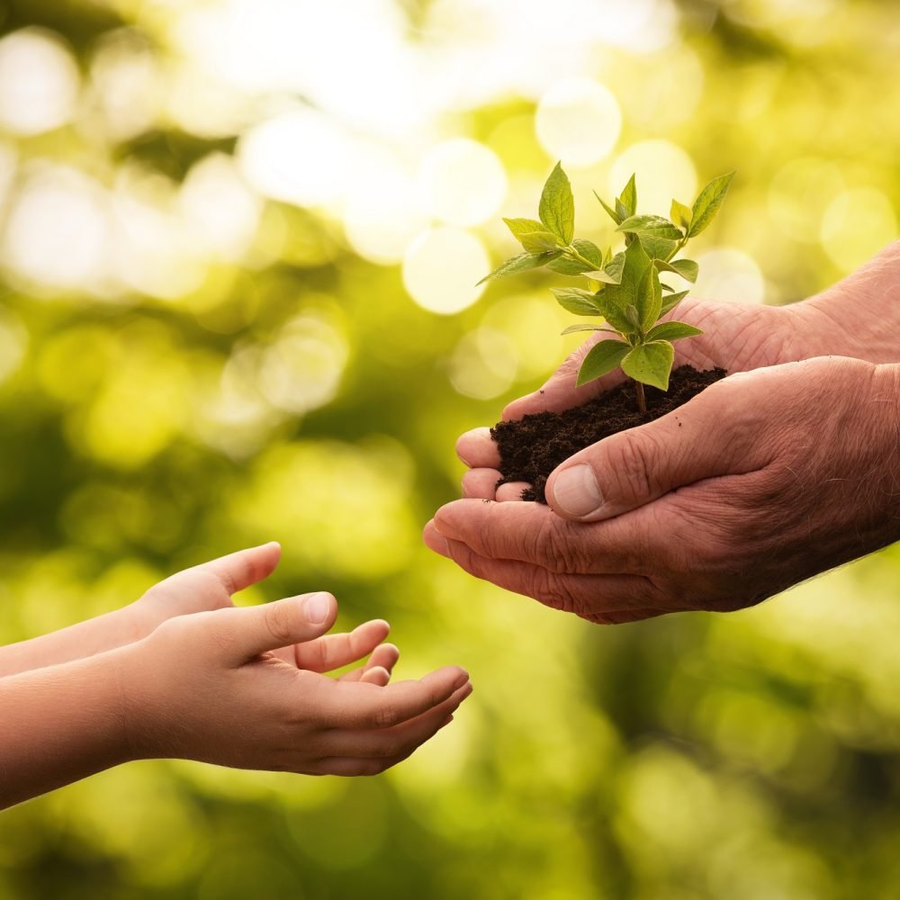 Close up of senior hands giving small plant to a child over defocused green background with copy space